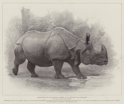 Studier från Life at the Zoological Gardens, the Great Indian Rhinoceros (litho) av English School