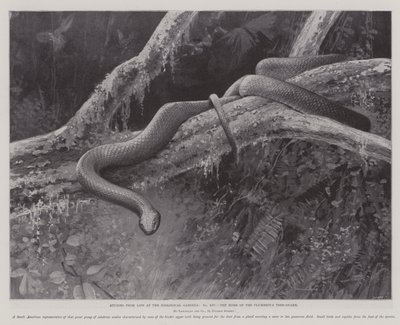 Studier från Life at the Zoological Gardens, the Home of the Plumbeous Tree-Snake (litho) av English School