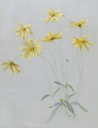 Study of Yellow Daisies, en design för tapeter (wc & gouache på papper) av English School
