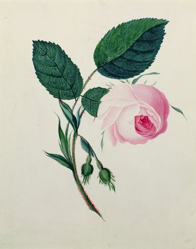Study of a Pink Rose, c.1820 (wc på papper) av English School