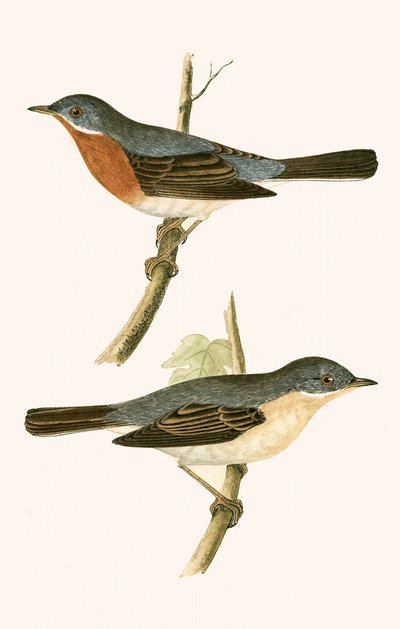 Sub Alpine Warbler, illustration från "A History of the Birds of Europe Not Observed in the British Isles" av Charles Robert Bree (1811-86), publicerad 1867 av English School