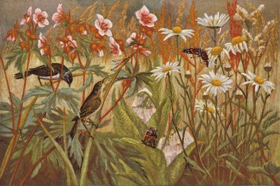 Sommar (chromolitho) av English School