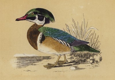 Summer Duck (färglitografi) av English School