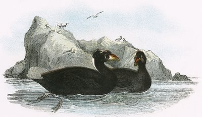 Surf Scoter av English School