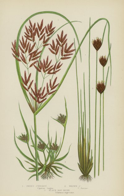 Sweet Cyperus, Brown Cyperus, Black Bog-Rush (färg litho) av English School