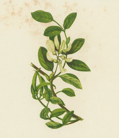 Söt mjölkvicker, Astragalus glyciphyllus (färglitografi) av English School
