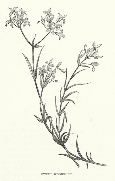 Sweet Woodruff (gravyr) av English School
