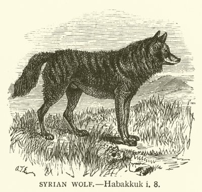 Syrisk varg, Habakkuk, i, 8 (gravyr) av English School