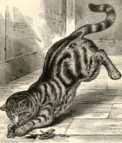 Tabbykatt som studsar på en mus av English School