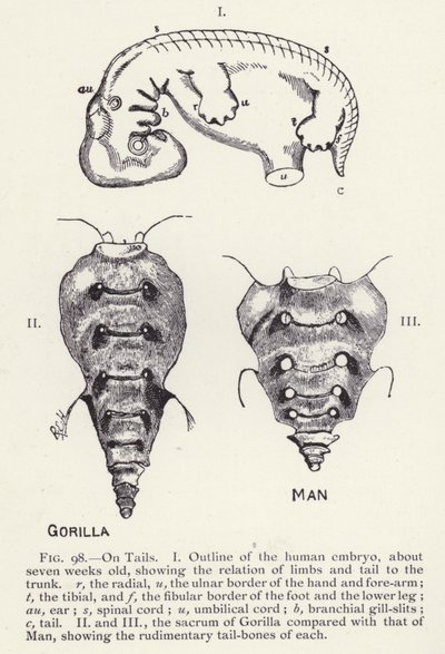 Svansar, man och gorilla (litho) av English School