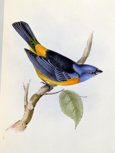 Tanagra Darwini, skylt 34 från The Zoology of the Voyage of H.M.S. Beagle 1832-36, av Charles Darwin (1809-92), 1840 av English School