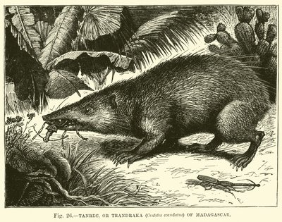 Tanrec, eller Trandraka (Centetes ecaudatus) på Madagaskar av English School