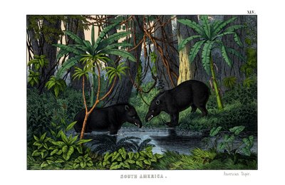 Tapir av English School