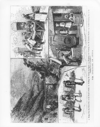 Tekultur i Indien, 1883 av English School