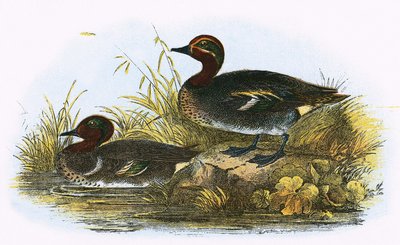 Teal (höger) och American Teal (vänster) av English School