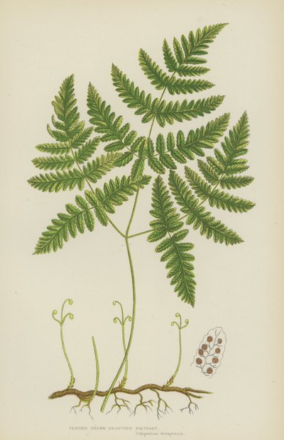 Anbud Tregrenad Polypody (färglitografi) av English School