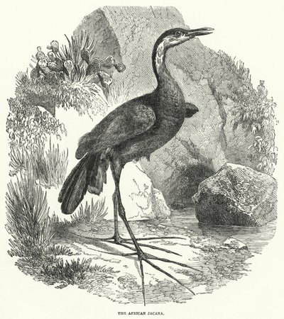 Afrikansk jacana (gravyr) av English School