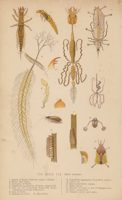 Alfluga, Sialis lutarius (litho) av English School