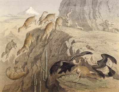 Anderna i Peru, jagar lama, kondor av English School