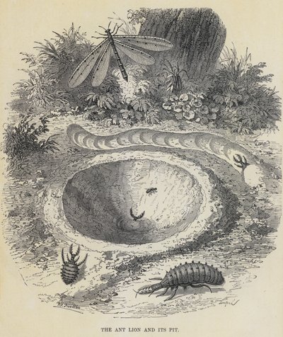 Myrlejonet och dess grop (gravyr) av English School