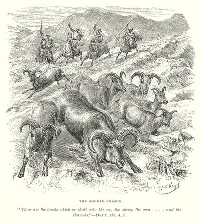 Aoudad i ciselering (gravyr) av English School