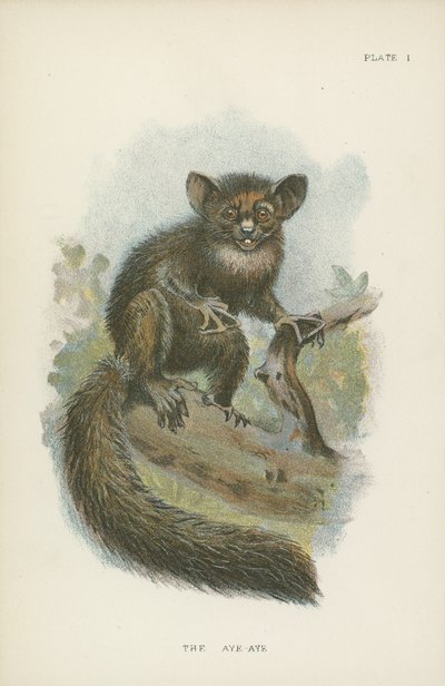 Aye-Aye av English School