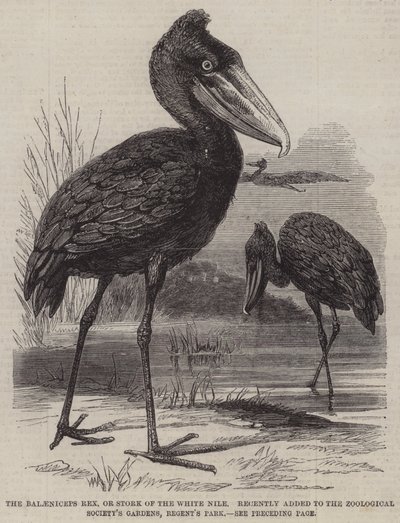 Balaeniceps rex, eller Stork of the White Nile, lade nyligen till i Zoological Society