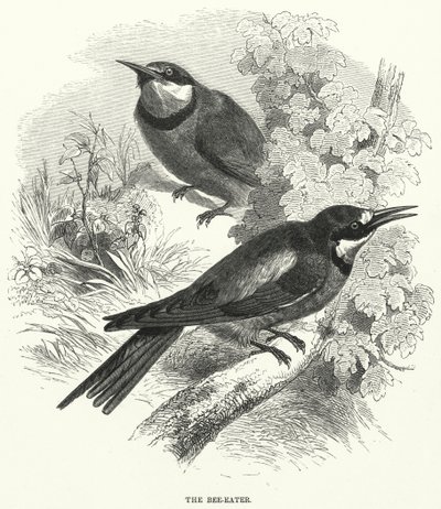 Bee-Eater (gravyr) av English School