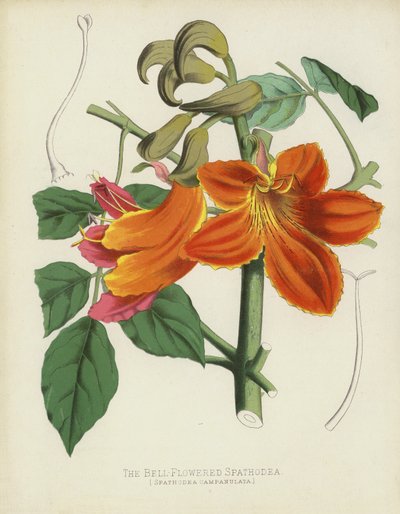 Den klockblommiga Spathodea, Spathodea Campanulata av English School