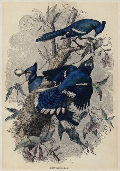 The Blue Jay (färgad gravyr) av English School