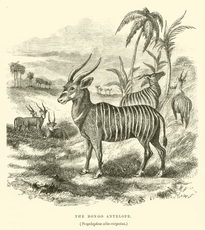 Bongoantilopen, Trogelaphus albo-virgatus (gravyr) av English School