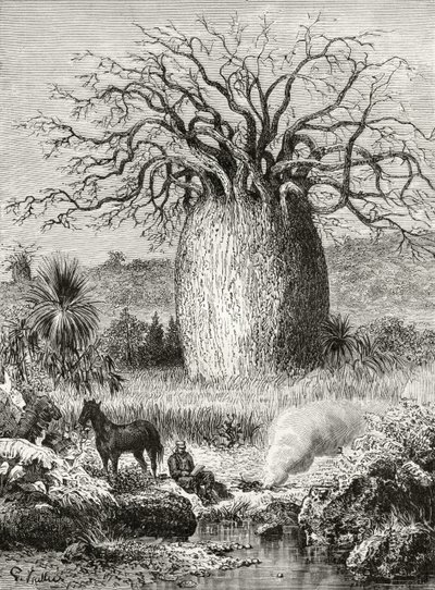 The Bottle Tree, från "Australian Pictures" av Howard Willoughby, utgiven av Religious Tract Society, London, 1886. av English School