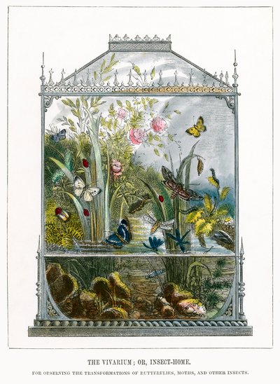 Fjärilsvivarium (kolorerad gravyr) av English School