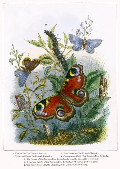 Fjärilsvivarium (kolorerad gravyr) av English School