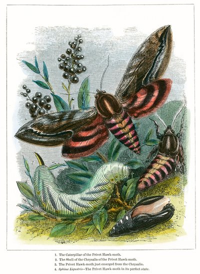 Fjärilsvivarium (kolorerad gravyr) av English School