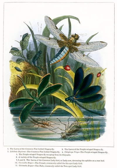 Fjärilsvivarium (kolorerad gravyr) av English School