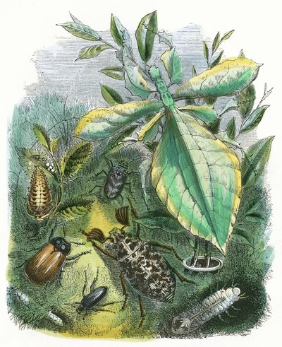 Fjärils Vivarium av English School