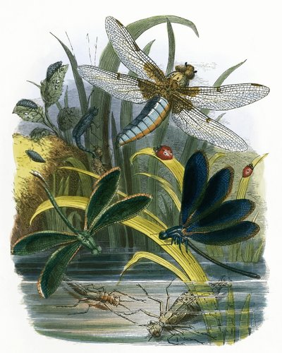 Fjärils Vivarium av English School