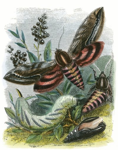 Fjärils Vivarium av English School