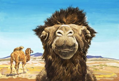 Kamelen, illustration från "Varelser med lustiga ansikten av English School