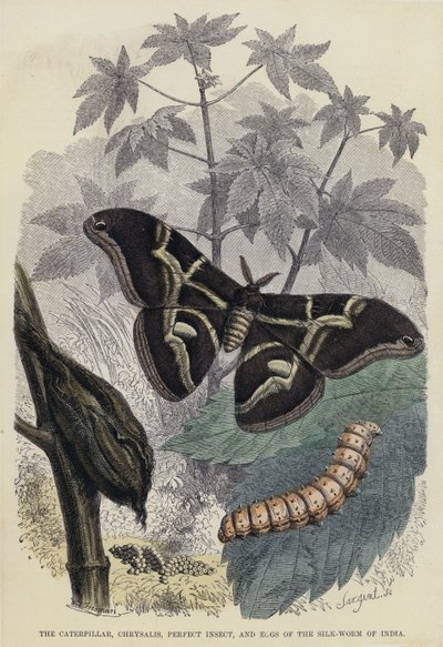 The Caterpillar, Chrysalis, Perfect Insect, and Eggs of the Silk-Worm of India (färgad gravyr) av English School