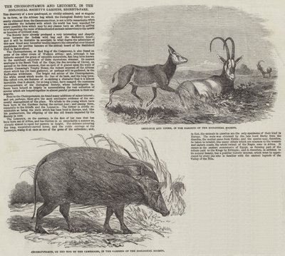 Choiropotamus och Leucoryx, i Zoological Society