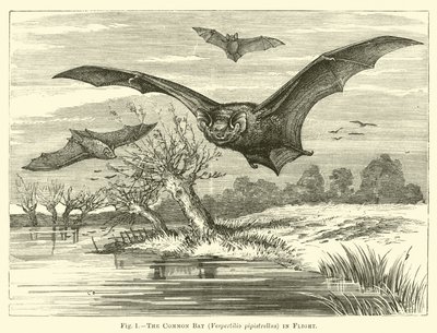 Den vanliga fladdermusen, Vespertilio pipistrellus, på flykt av English School
