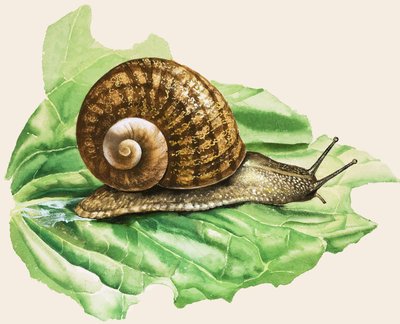 Den vanliga trädgårdssnigeln, illustration från "Snails and Slugs av English School