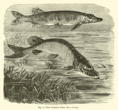 Gäddan, Esox lucius av English School