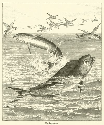 The Coryphene (gravyr) av English School