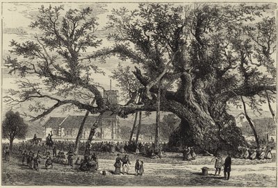 The Cowthorpe Oak av English School