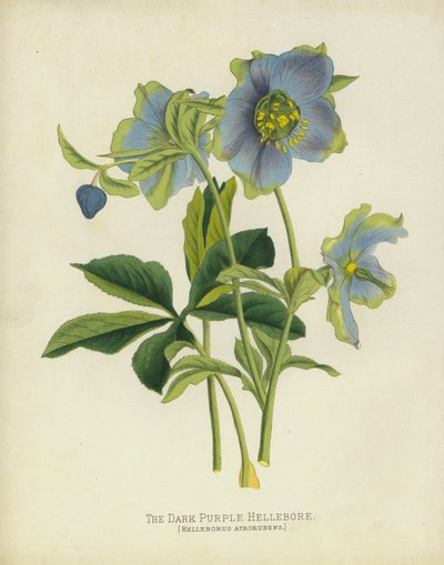 The Dark Purple Hellebore, Helleborus Atrorubens av English School