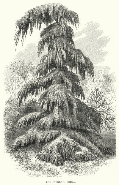 The Deodar Cedar (gravyr) av English School