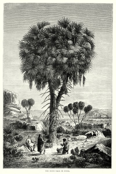 Doum-palmen i Nubien (gravyr) av English School